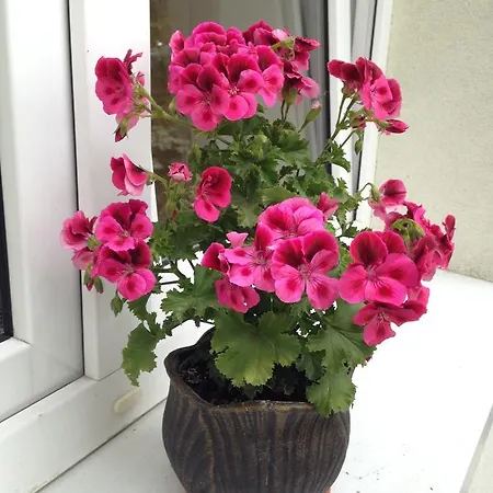 Homestay Goscinne Jaskolcze Gniazdo