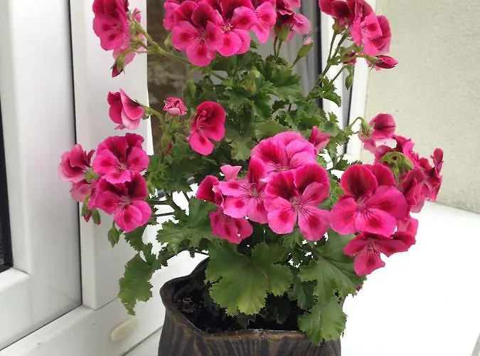 Homestay Goscinne Jaskolcze Gniazdo